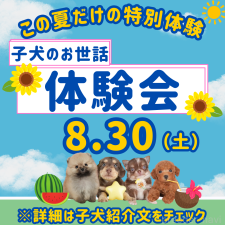 勝間大輝ブリーダー